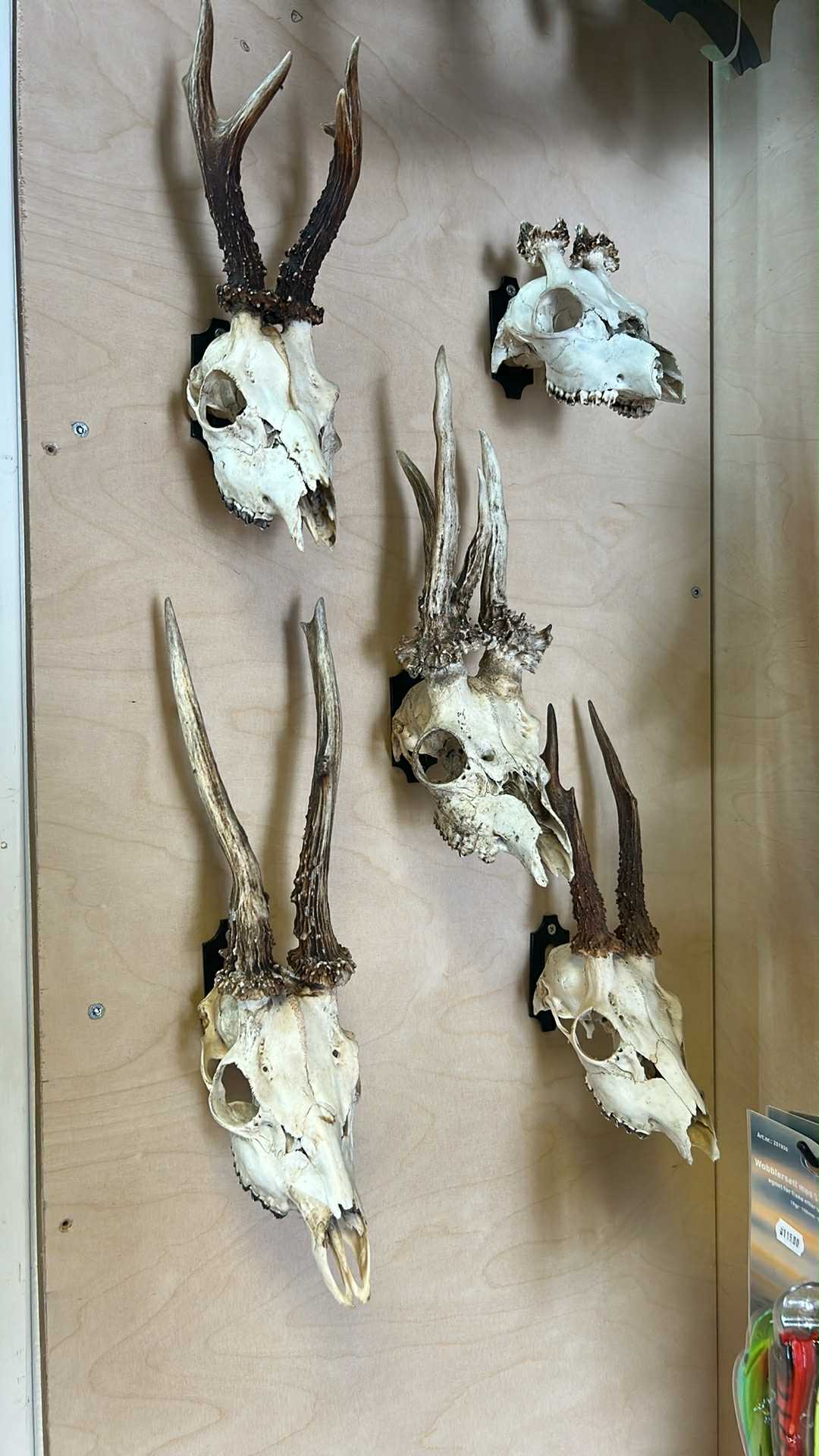 Trofé oppheng til rådyr