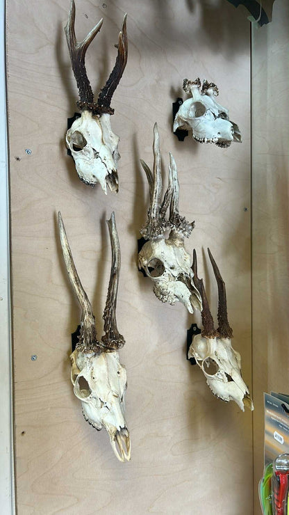 Trofé oppheng til rådyr