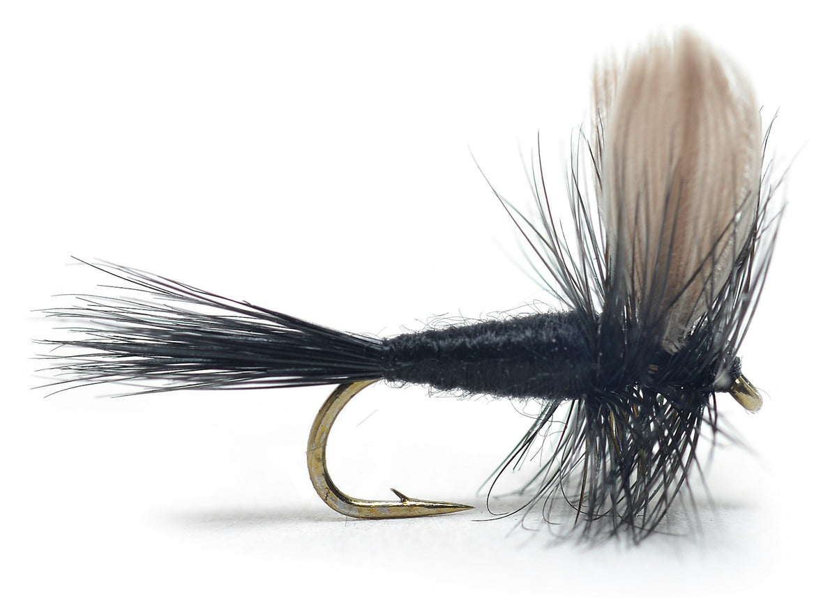 Black Gnat #18