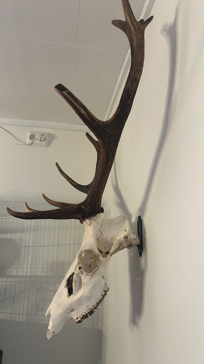 Trofé oppheng til Hjort, Dåhjort og Reinsdyr