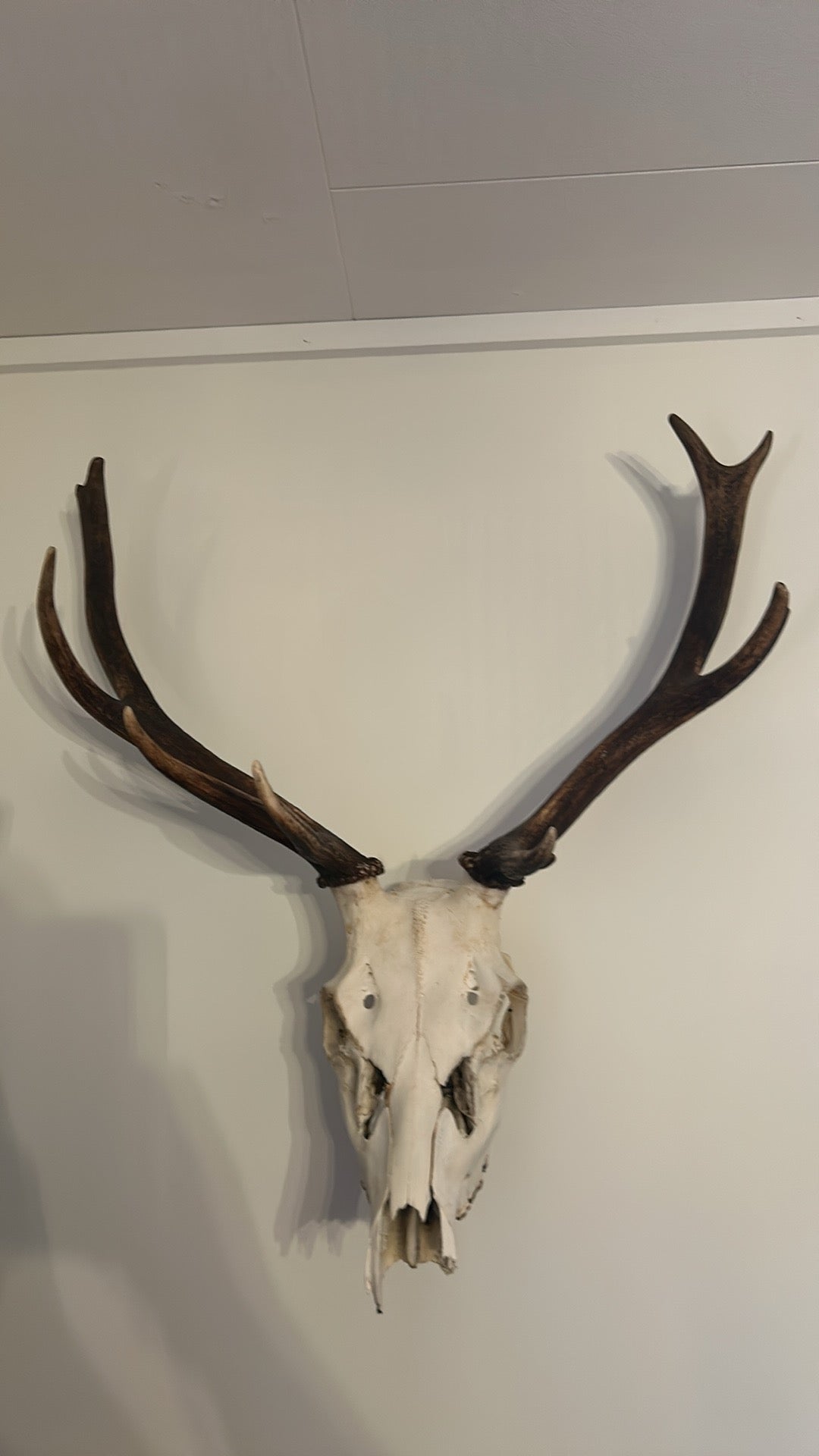 Trofé oppheng til Hjort, Dåhjort og Reinsdyr