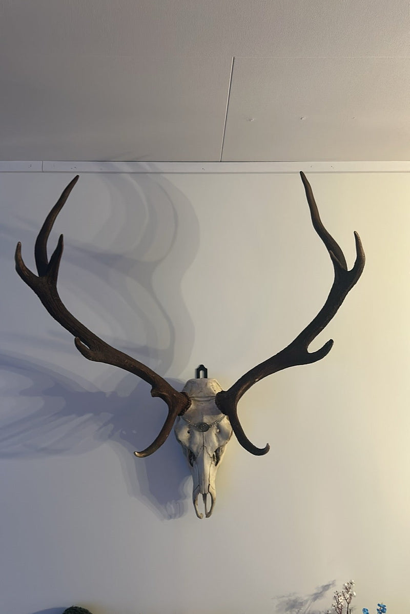 Troféoppheng for gevir fra hjort, dåhjort og reinsdyr
