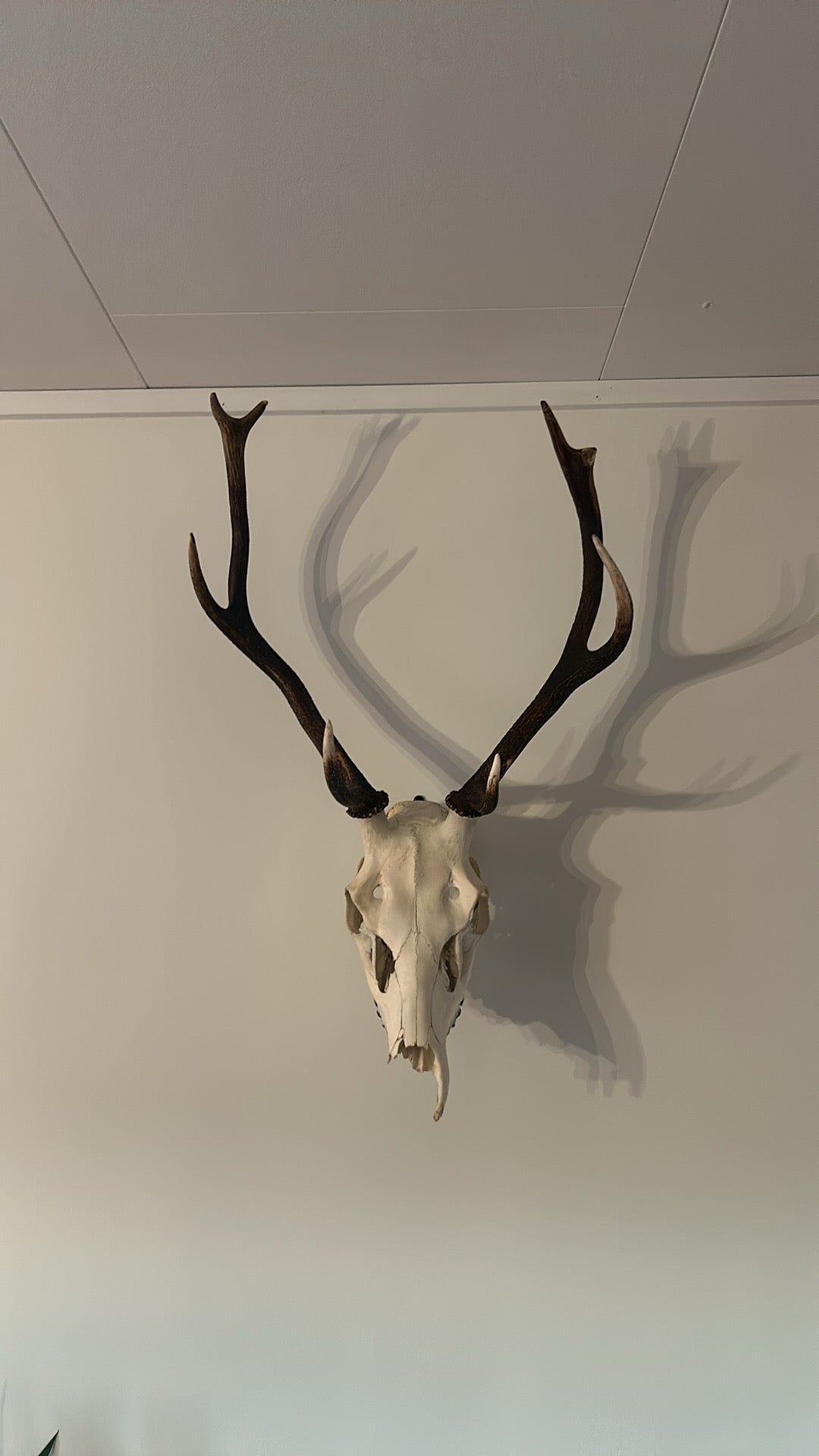 Trofé oppheng til Hjort, Dåhjort og Reinsdyr