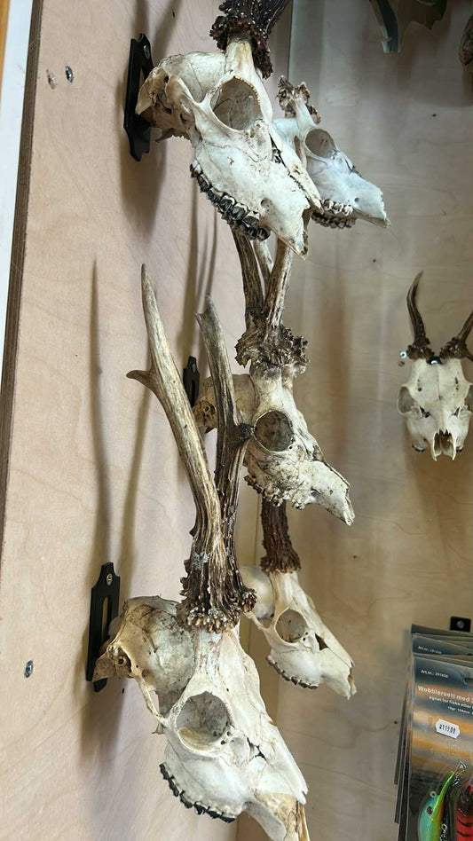 Trofé oppheng til rådyr